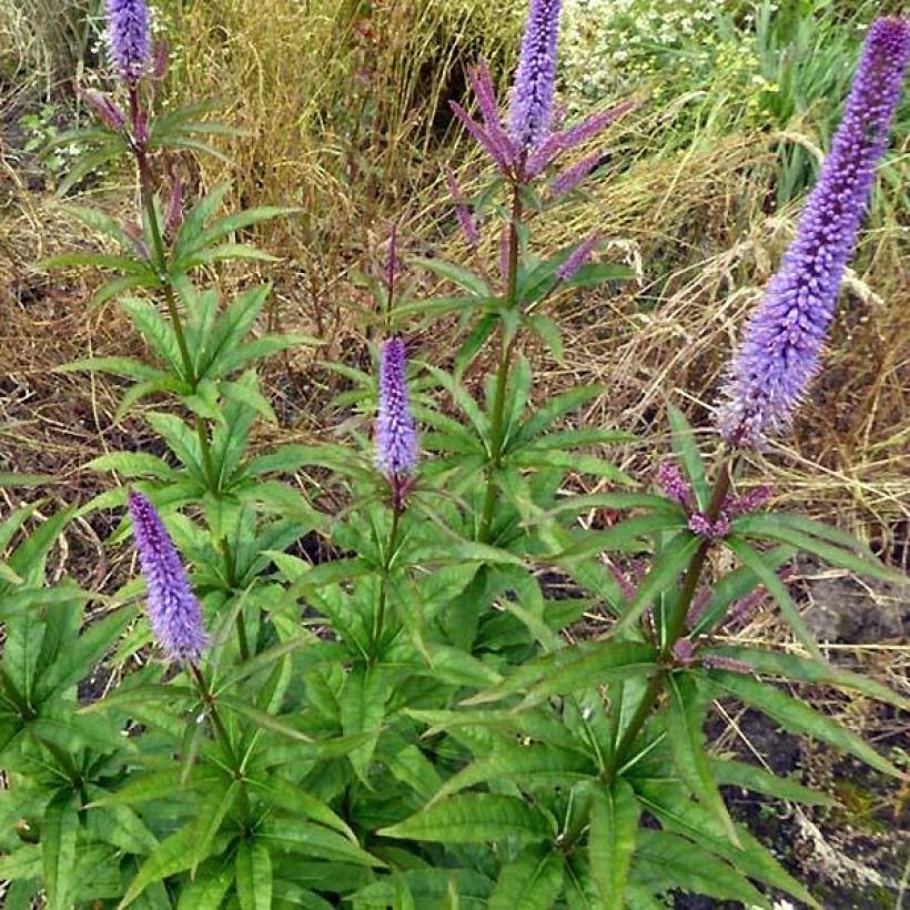 Veronicastrum virginicum Cupid (Porto)