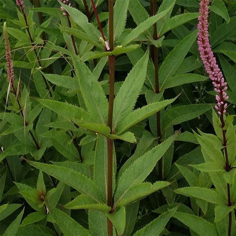 Veronicastrum virginicum Erica (Fogliame)