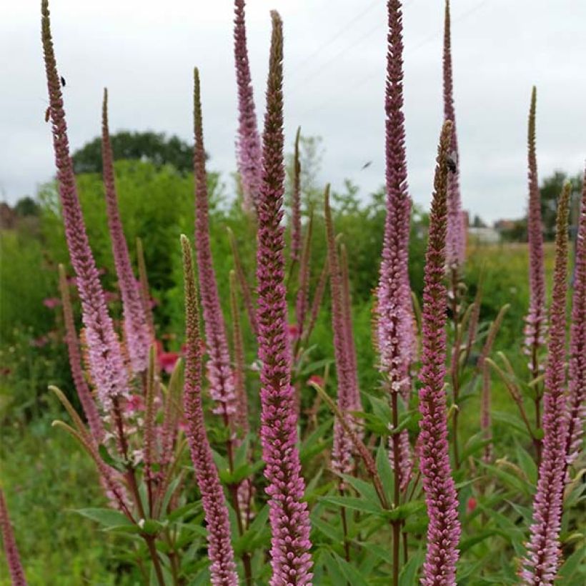 Veronicastrum virginicum Erica (Fioritura)