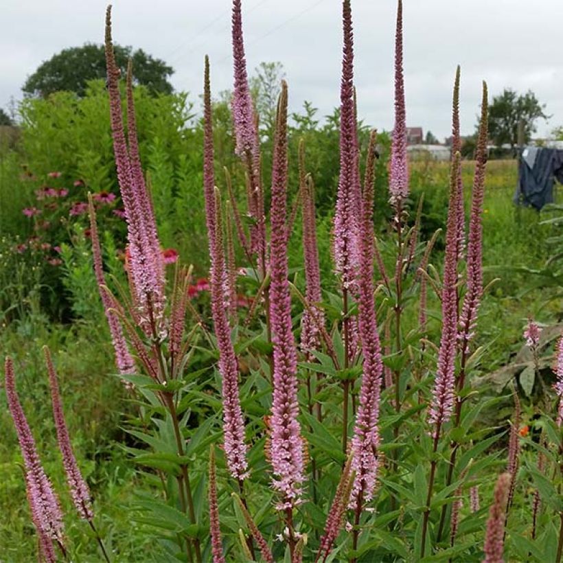 Veronicastrum virginicum Erica (Porto)