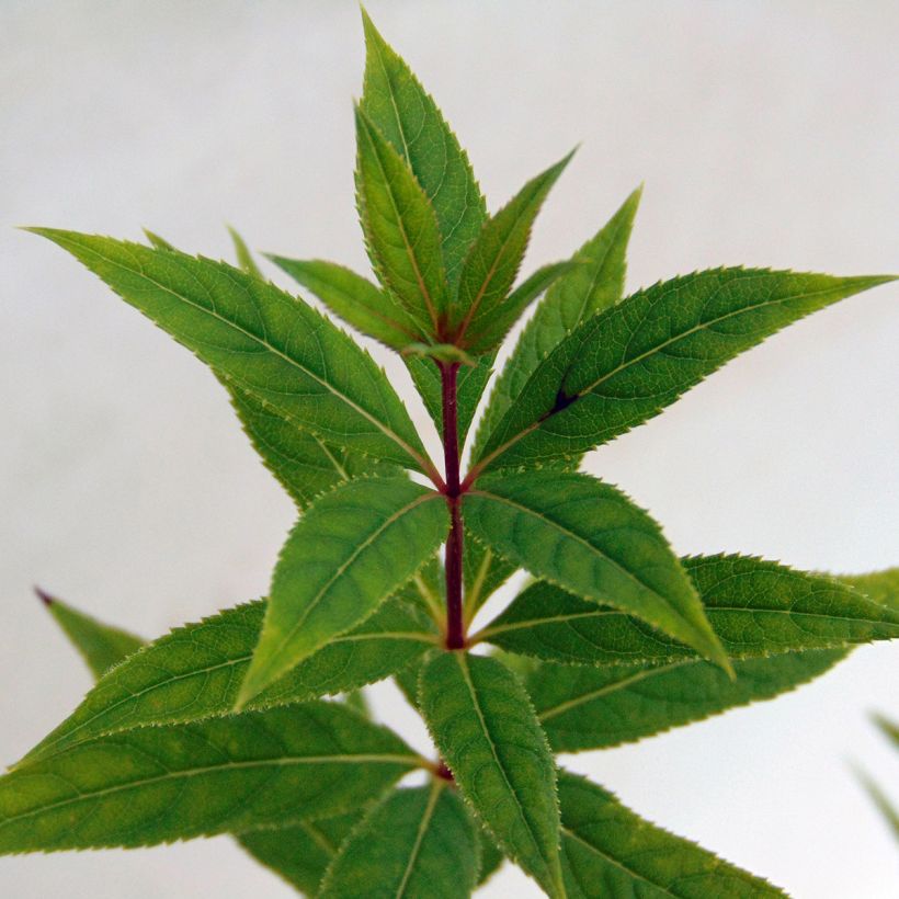 Veronicastrum virginicum Pink Glow (Fogliame)