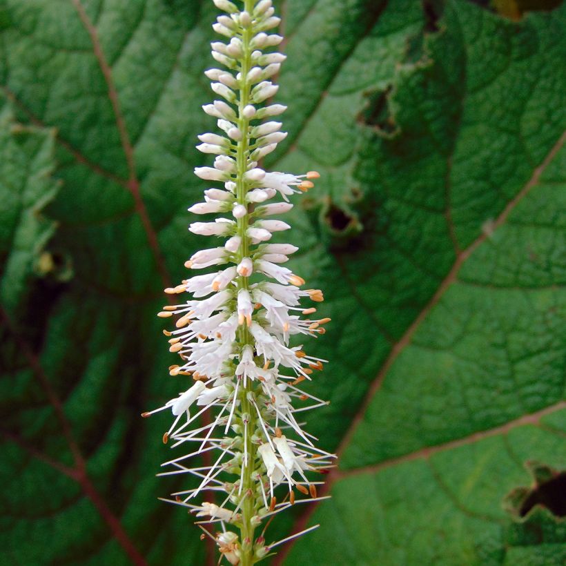 Veronicastrum virginicum Pink Glow (Fioritura)