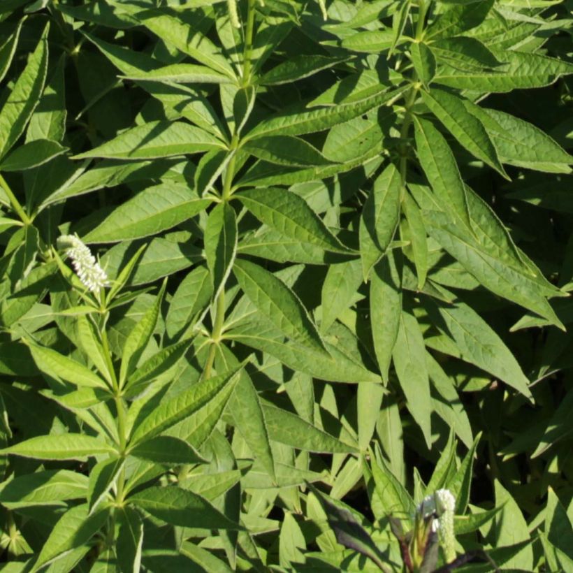 Veronicastrum virginicum Spring Dew (Fogliame)