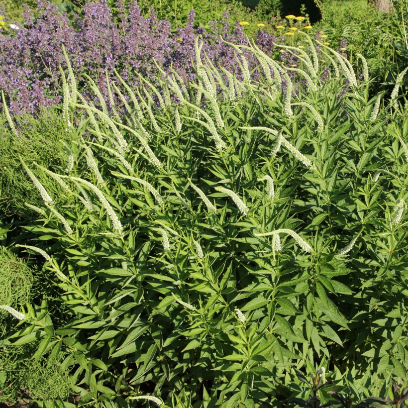 Veronicastrum virginicum Spring Dew (Fioritura)