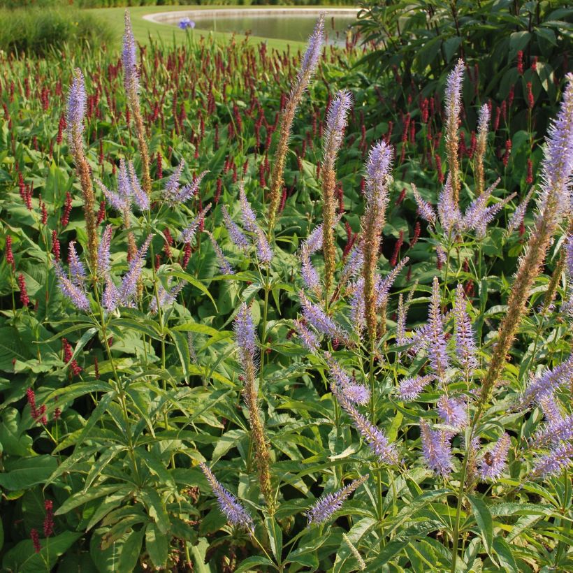 Veronicastrum virginicum Temptation (Fioritura)