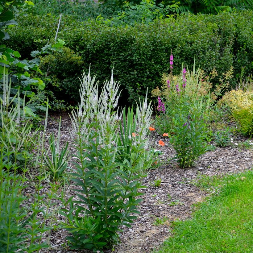 Veronicastrum virginicum var. album (Porto)