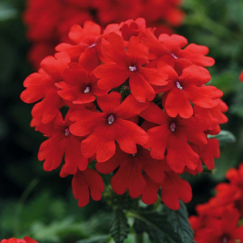 Verbena Endurascape Lava Red (Fioritura)