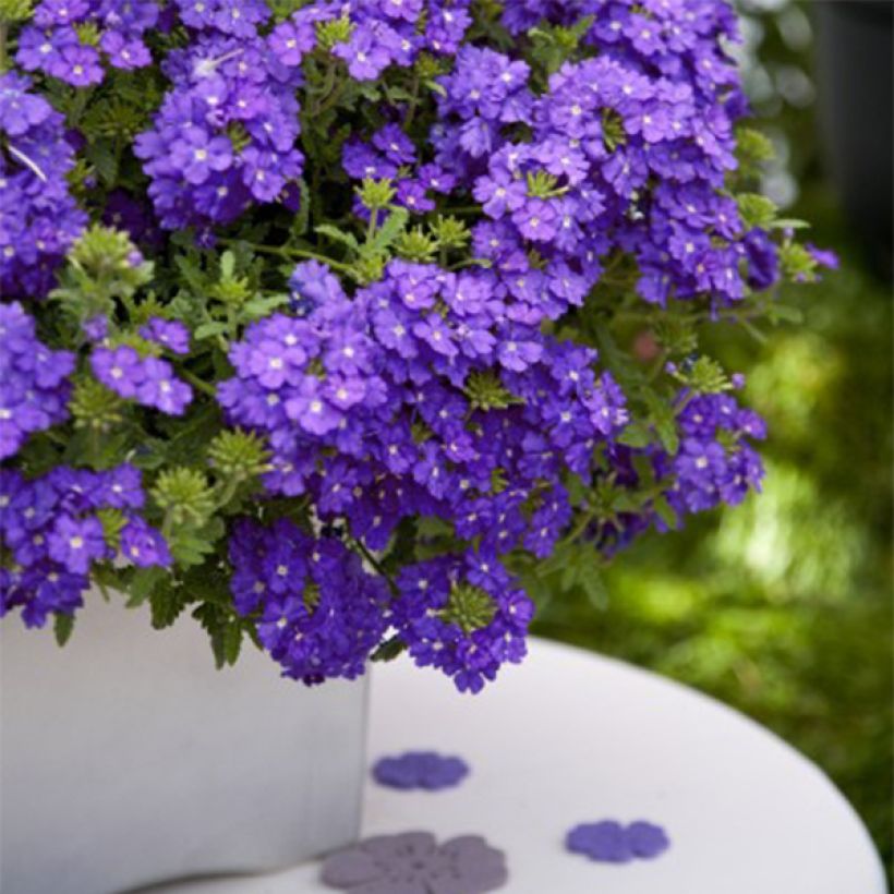 Verbena Vepita Pearl Blue (Porto)