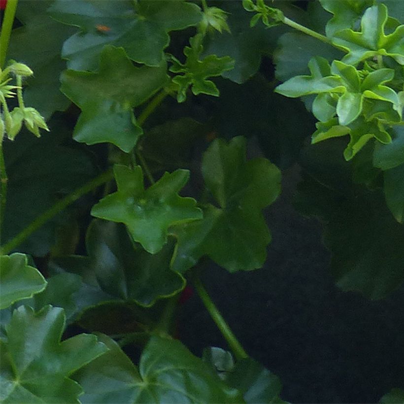 Verbena Estrella Merlot Star. (Fogliame)