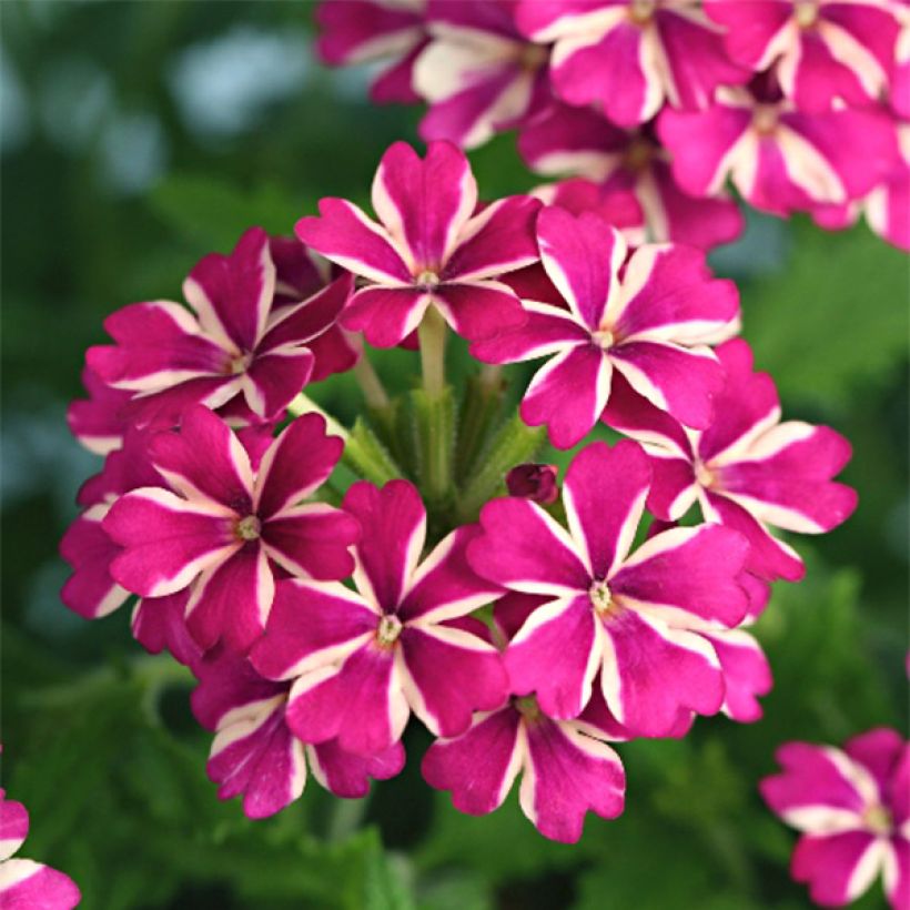 Verbena Estrella Merlot Star. (Fioritura)