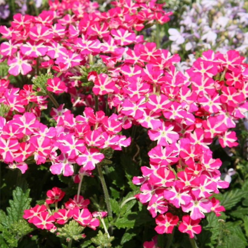 Verbena Superbena Coral Star (Fioritura)