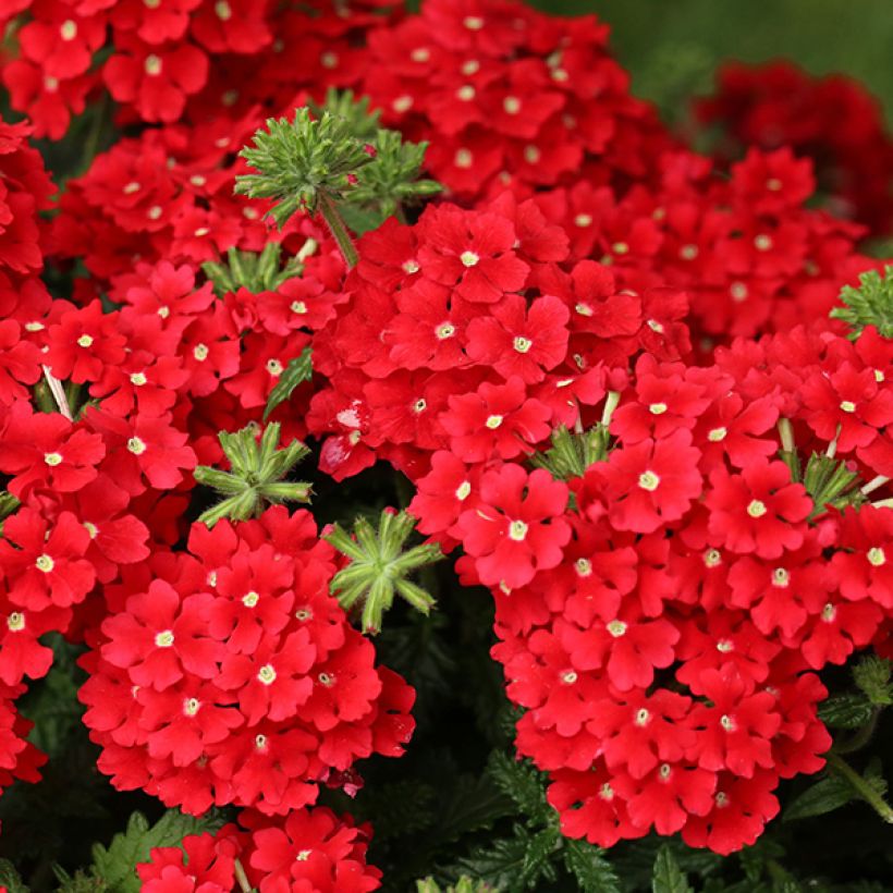 Verbena Superbena Royale Red (Fioritura)