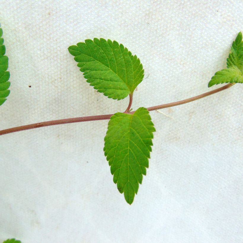 Lippia dulcis - Zucchero azteco (Fogliame)