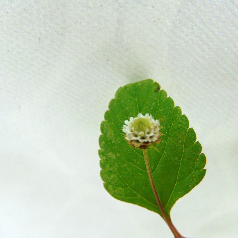 Lippia dulcis - Zucchero azteco (Fioritura)