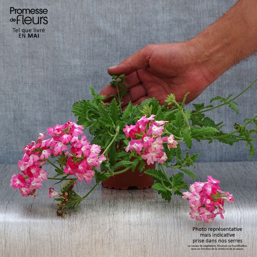 Verveine Superbena Royale Peachy Keen - pot de 10/11cm esemplare consegnato in primavera