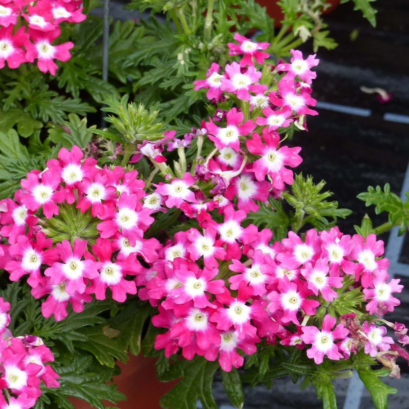 Verbena Virgo Candy Cane (Fioritura)