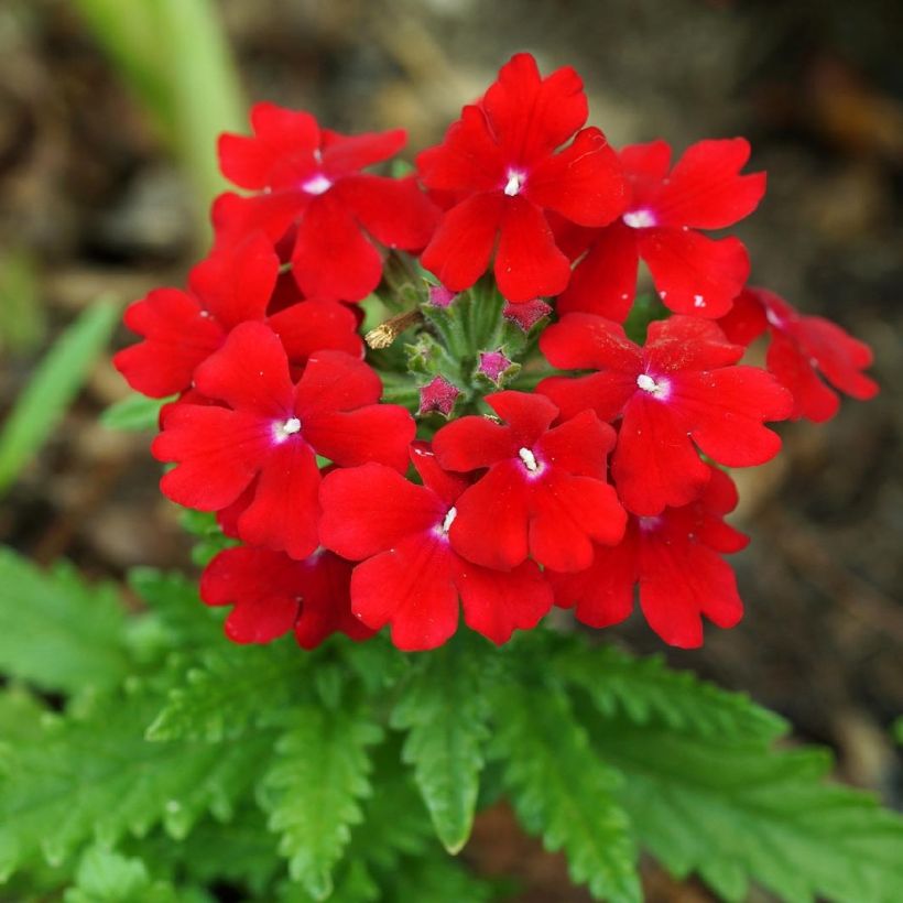 Verbena Vepita Dark Red (Fioritura)