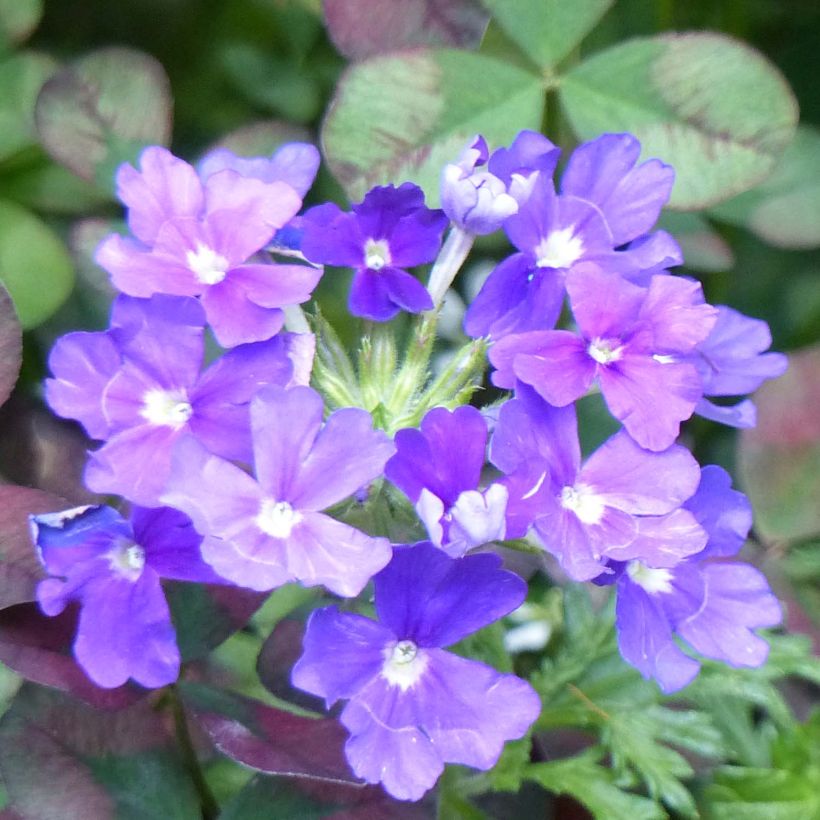 Verbena Vepita Pearl Blue (Fioritura)