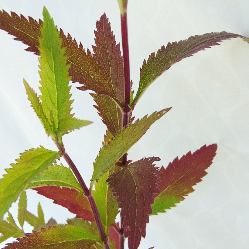 Verbena hastata (Fogliame)