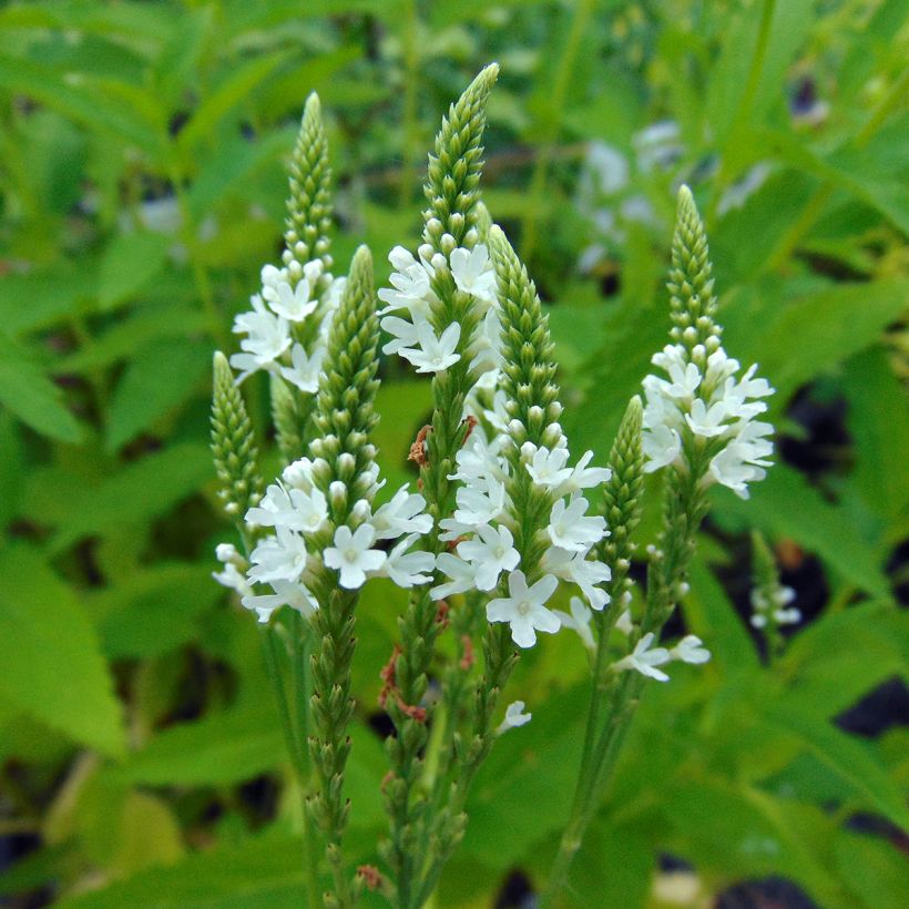 Verbena hastata Alba (Fioritura)