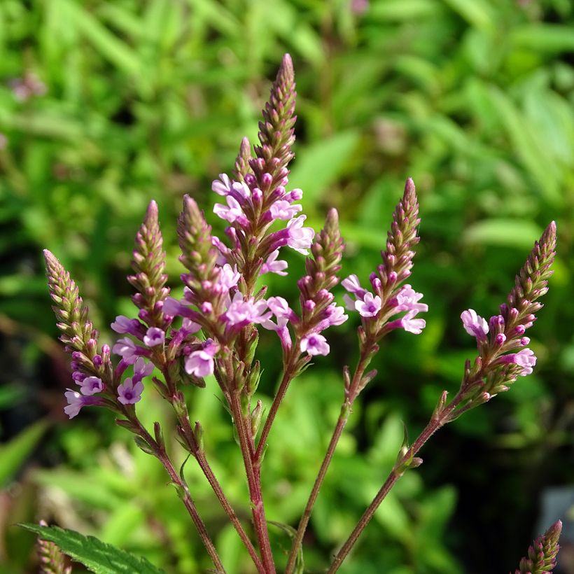 Verbena hastata Rosea (Fioritura)