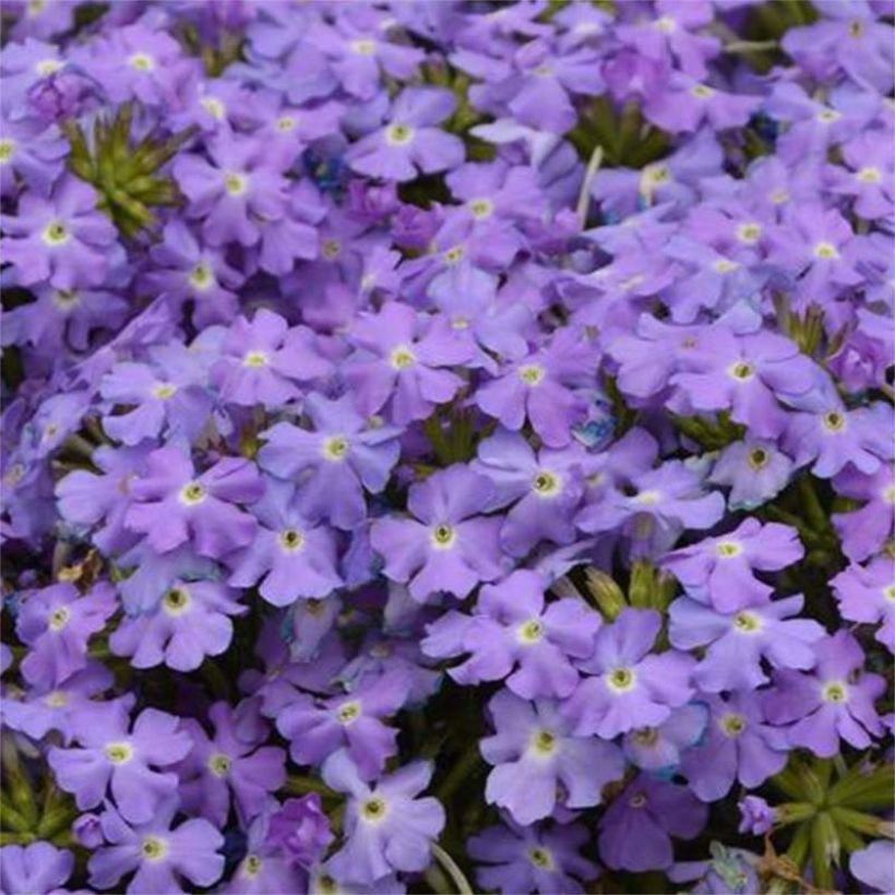 Verbena Virgo Sky Blue (Fioritura)