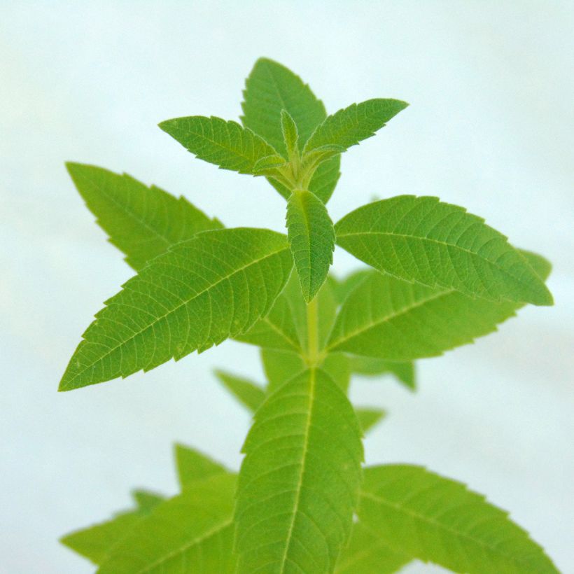 Aloysia triphylla (Fogliame)