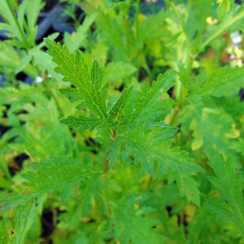 Verbena officinalis - Verbena comune (Fogliame)