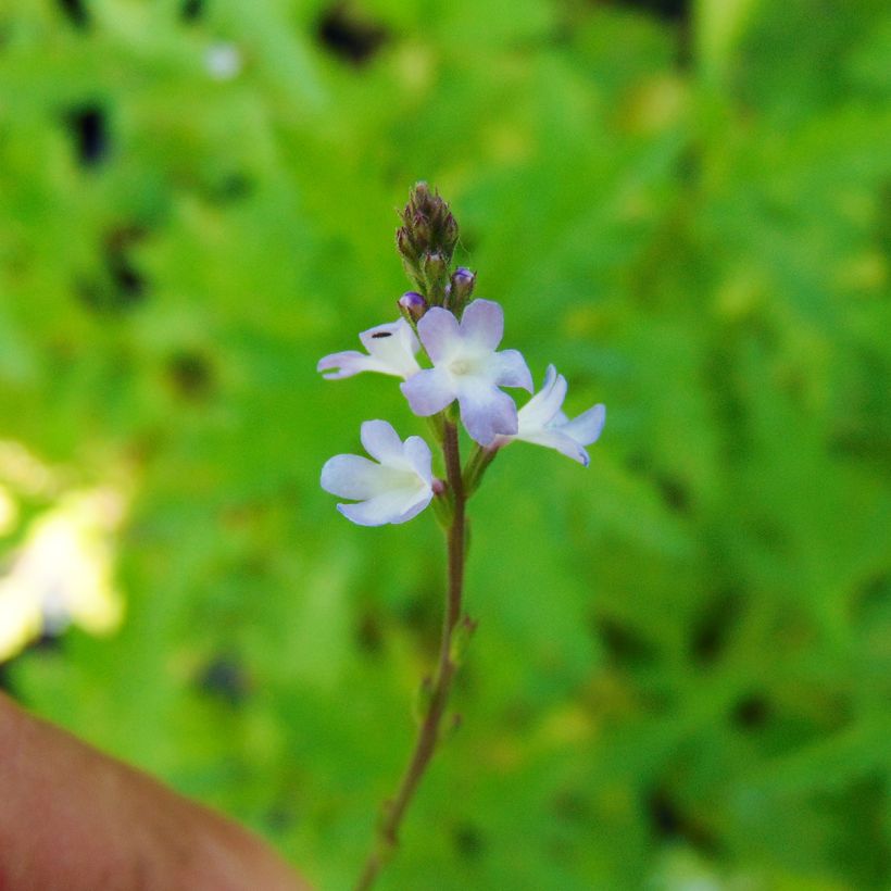 Verbena officinalis - Verbena comune (Fioritura)