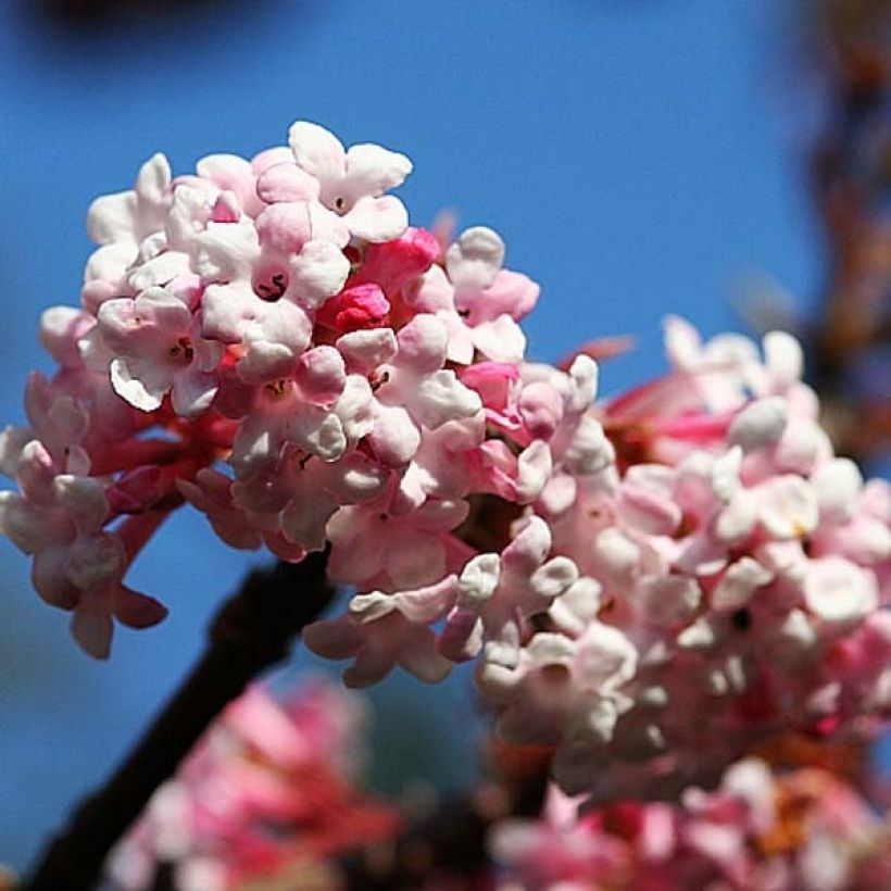 Viburnum bodnantense Dawn (Fioritura)