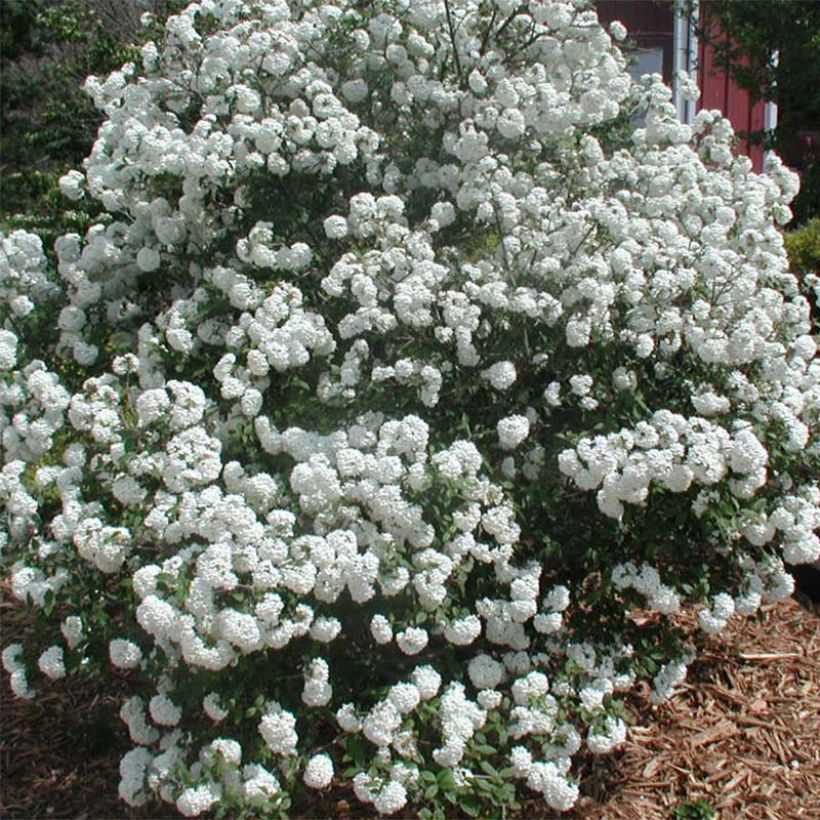 Viburnum Pragense (Fioritura)