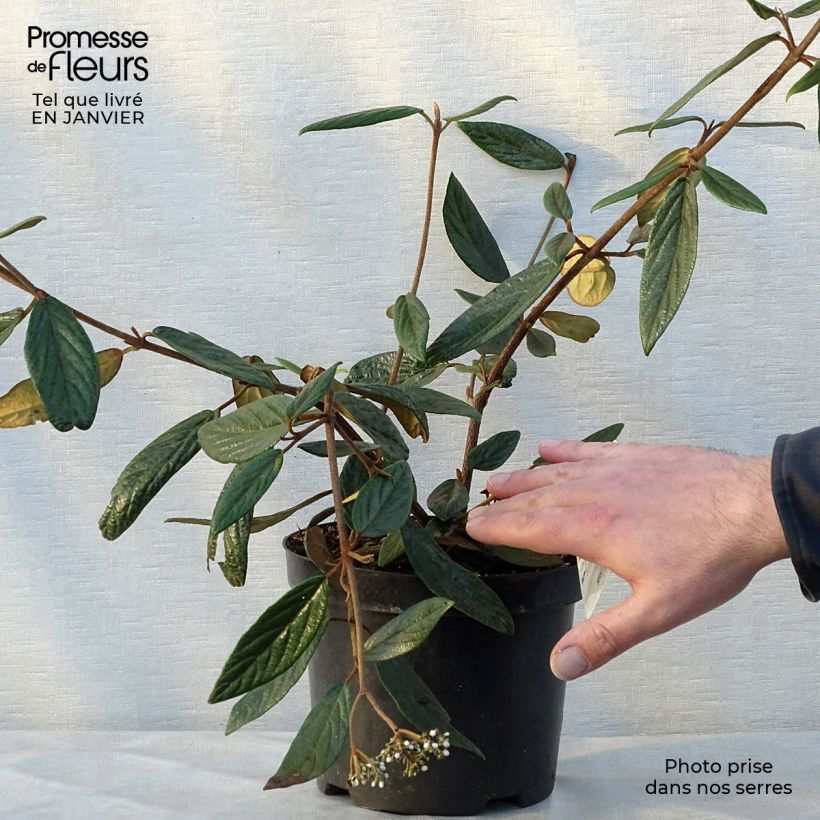 Viorne de Prague - Viburnum Pragense Pot de 3L/4L esemplare consegnato in inverno