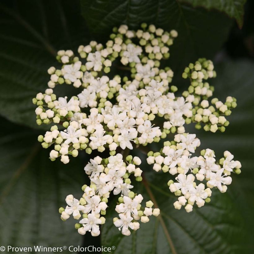 Viburnum Shiny Dancer (Fioritura)