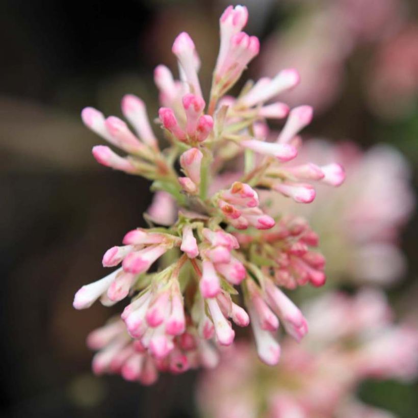 Viburnum bodnantense Charles Lamont (Fioritura)