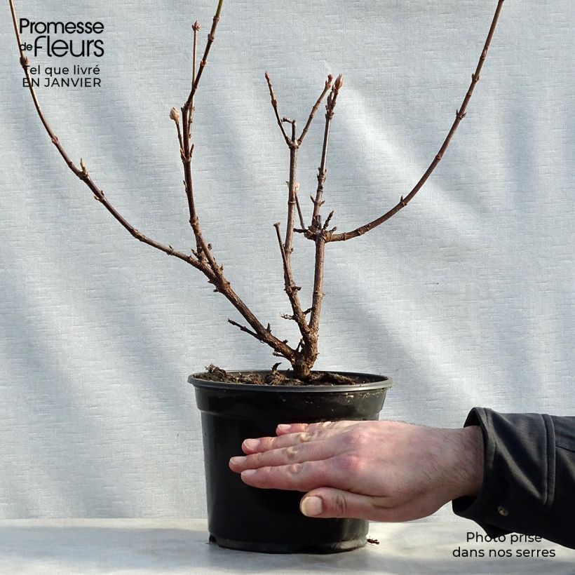 Viorne d'hiver - Viburnum bodnantense Dawn en pot de 2/3L esemplare consegnato in inverno