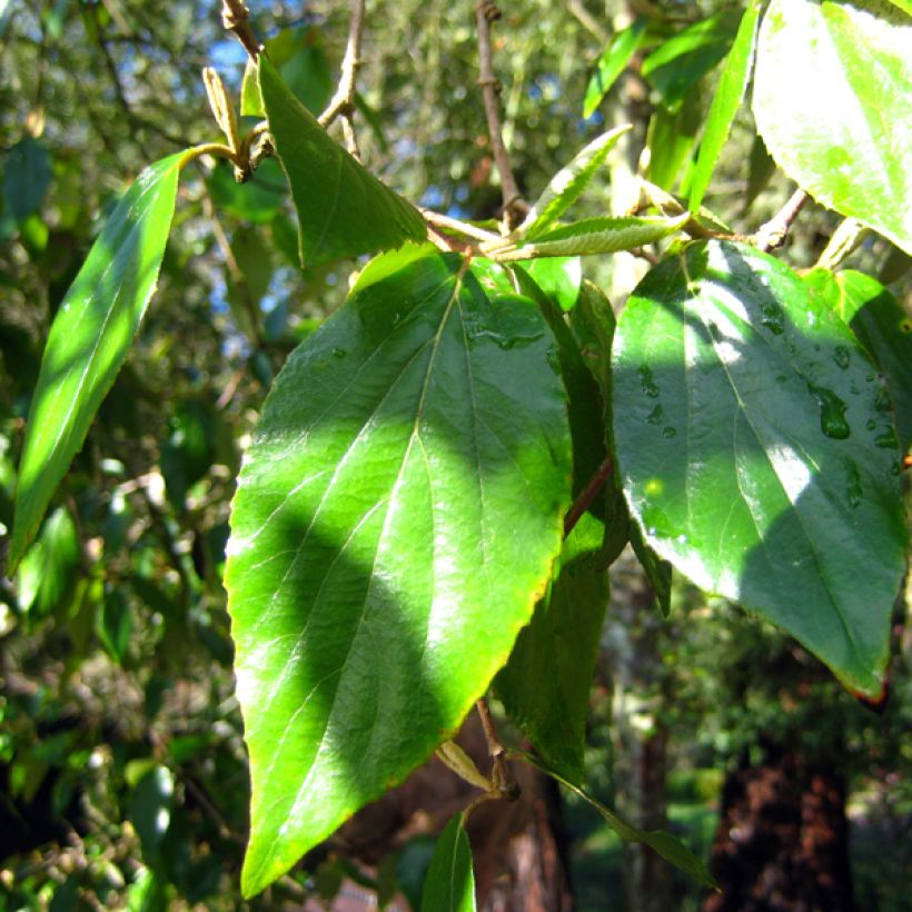 Viburnum burkwoodii (Fogliame)