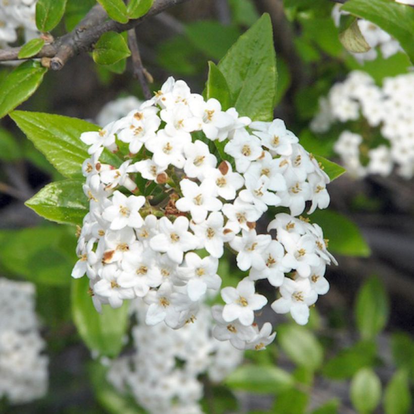 Viburnum burkwoodii (Fioritura)