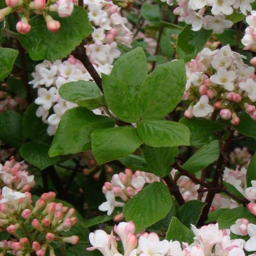 Viburnum burkwoodii Ann Russell (Fogliame)