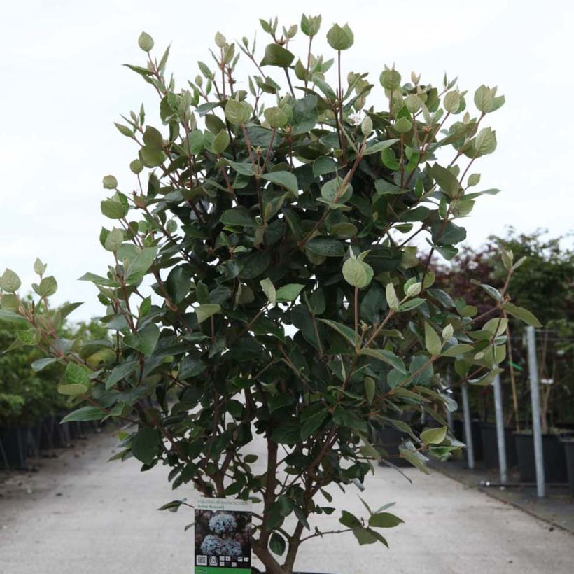 Viburnum burkwoodii Ann Russell (Porto)