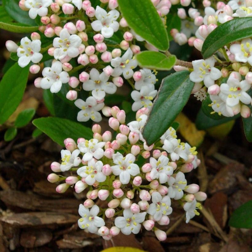 Viburnum burkwoodii Conoy (Fioritura)