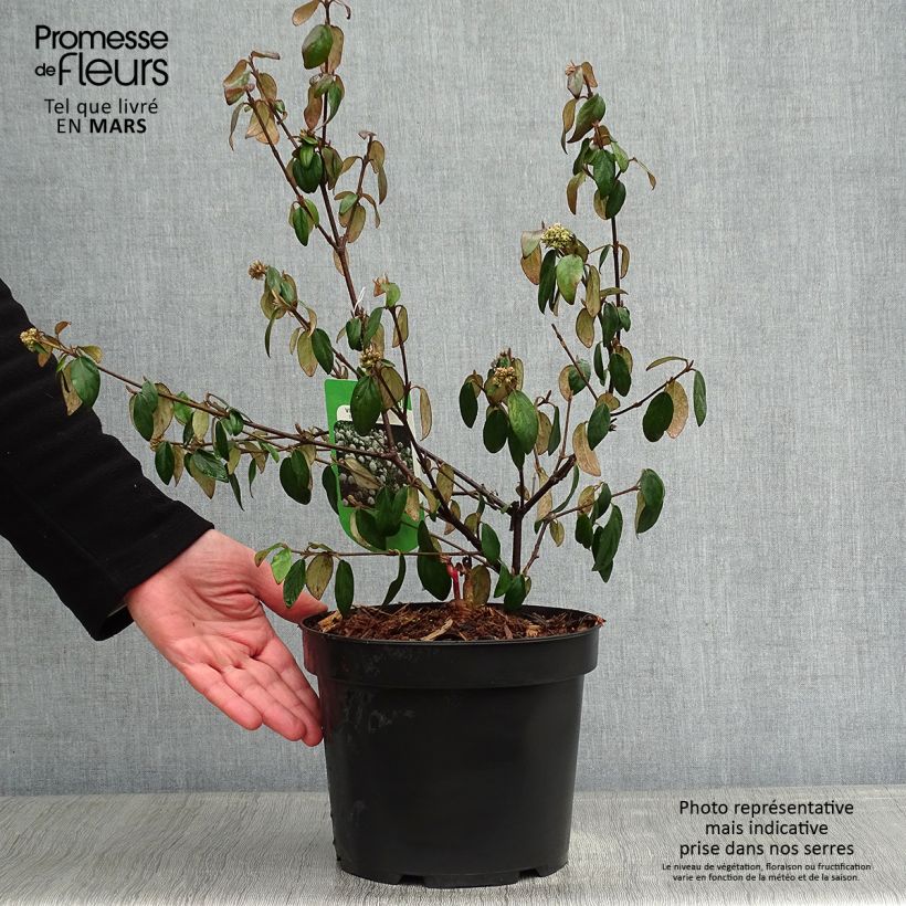 Viburnum burkwoodii Conoy - Viorne de Burkwood  Pot de 4L/5L esemplare consegnato in inverno