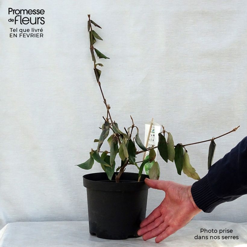 Viburnum burkwoodii - Viorne de Burkwood Pot de 3L/4L esemplare consegnato in inverno