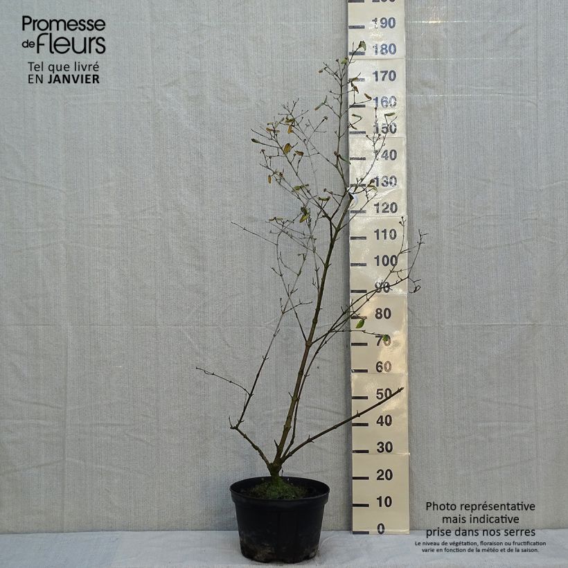 Viburnum burkwoodii - Viorne de Burkwood en pot de 7.5L/10L esemplare consegnato in inverno