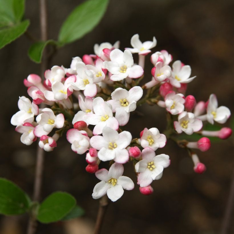 Viburnum burkwoodii Mohawk (Fioritura)