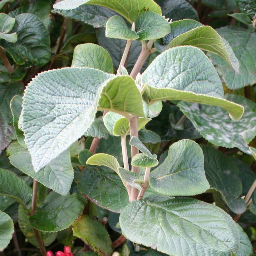 Viburnum carlesii Juddii (Fogliame)