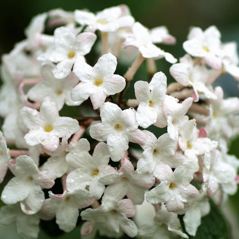 Viburnum carlesii Juddii (Fioritura)