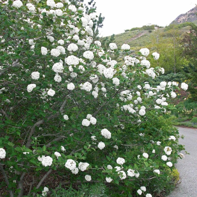 Viburnum carlesii Juddii (Porto)