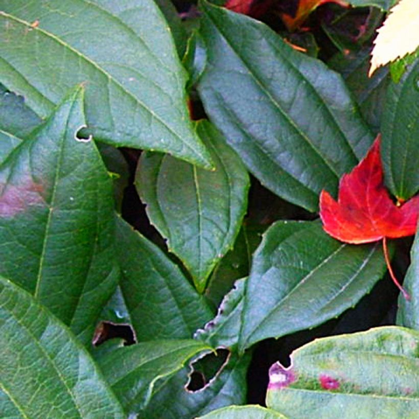 Viburnum davidii (Fogliame)