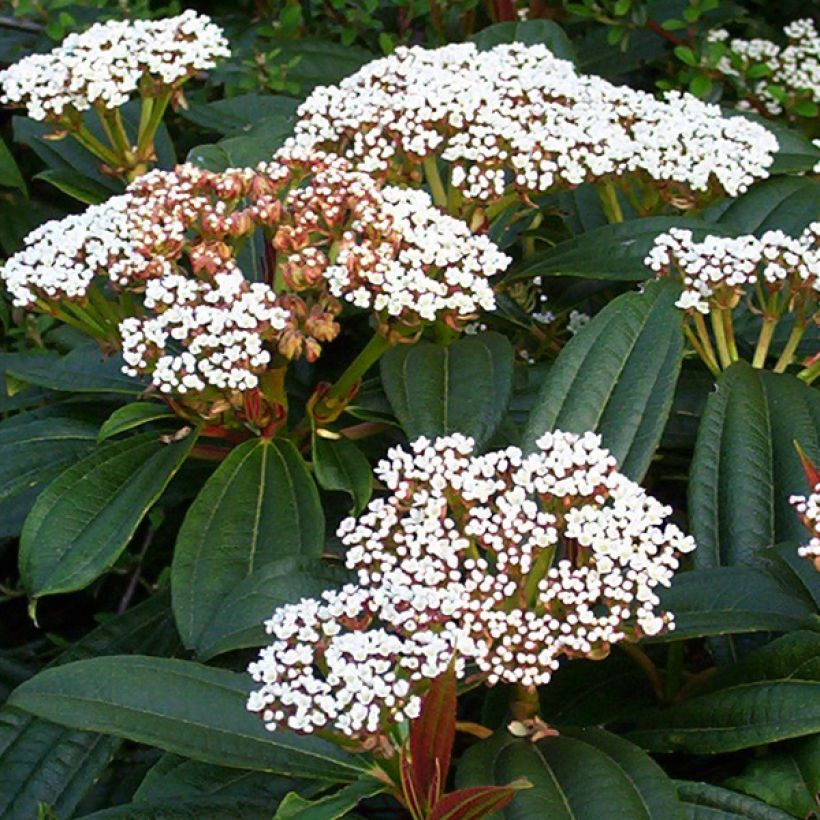 Viburnum davidii (Fioritura)