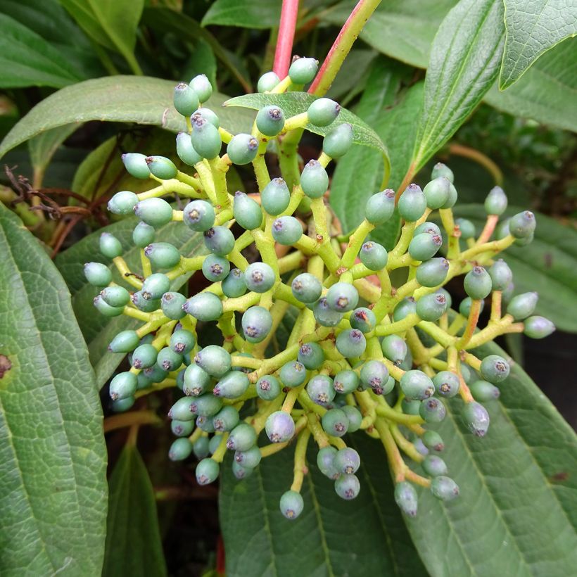 Viburnum davidii (Raccolta)